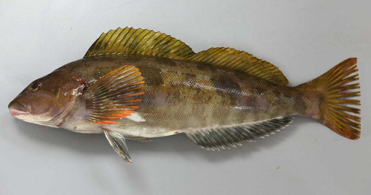 アイナメ | 三賢社