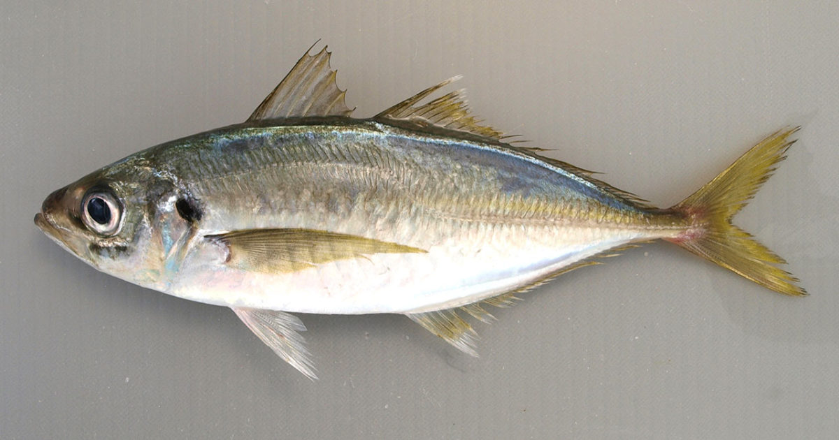 アジの写真 20200822_1-1200x630.jpg