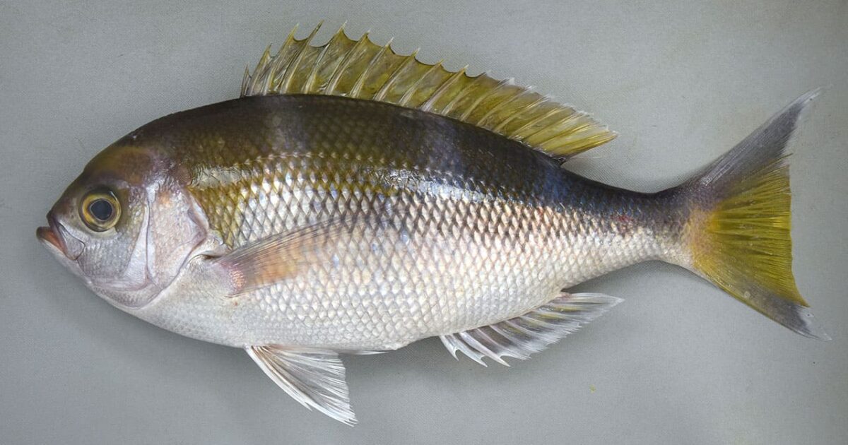 美しすぎる新高級魚、シマアオダイ | 三賢社