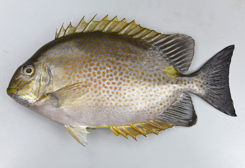 ゴマアイゴ | 高級魚事典後記 温暖化でビッグバンする高級魚