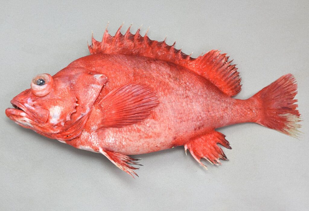 ヒレグロメヌケ | 高級魚事典後記 温暖化でビッグバンする高級魚