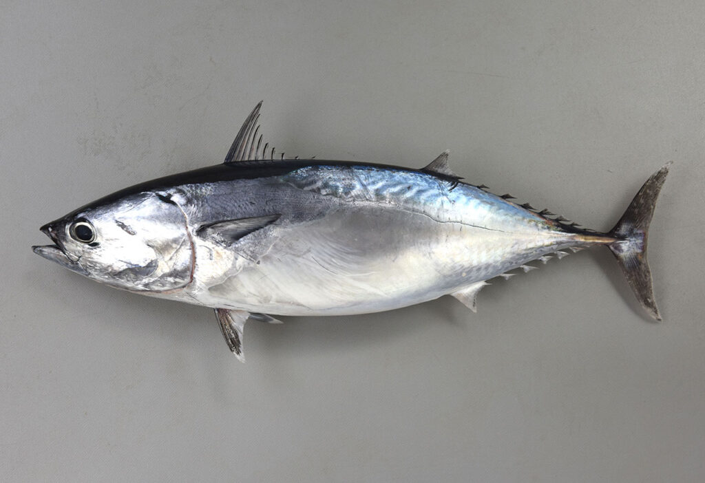 ヒラソウダ | 高級魚事典後記 温暖化でビッグバンする高級魚