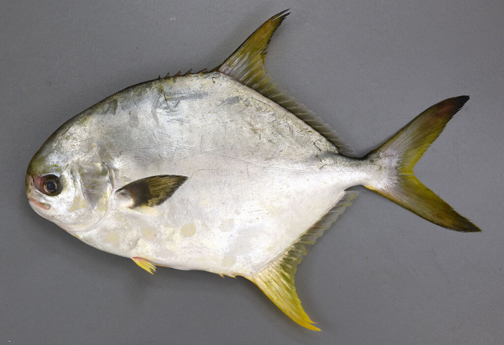 ヨコヅナマルコバン | 高級魚事典後記 温暖化でビッグバンする高級魚